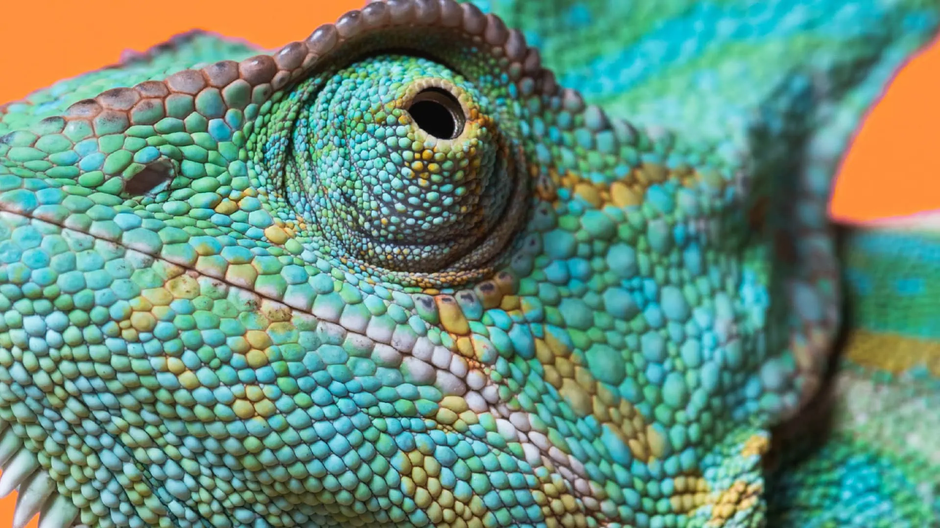 A hero image of a close-up photograph of a blue and green iguana eye for the NEO Insight article