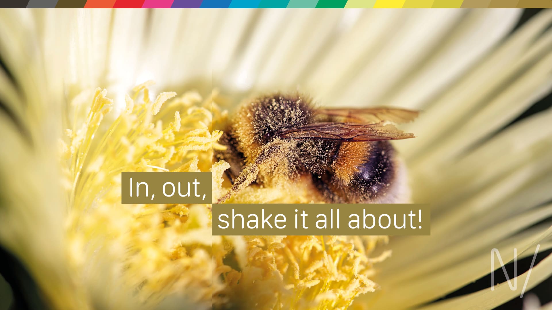 A picture of a bumble bee pollinating a flower is used to represent how a creative agency uses its knowledge of different business sectors to cross-pollinate ideas and develop new concepts.